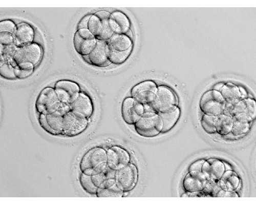 国内供卵的医院有哪些,海口试管成功率高的医院名单汇总，真实评价告诉大家